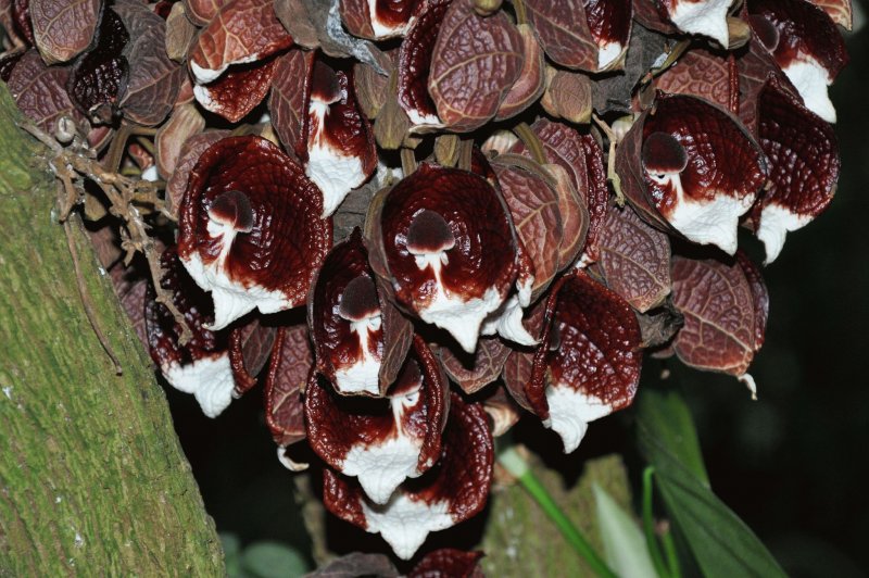 Кирказон чилийский(Aristolochia Chilensis