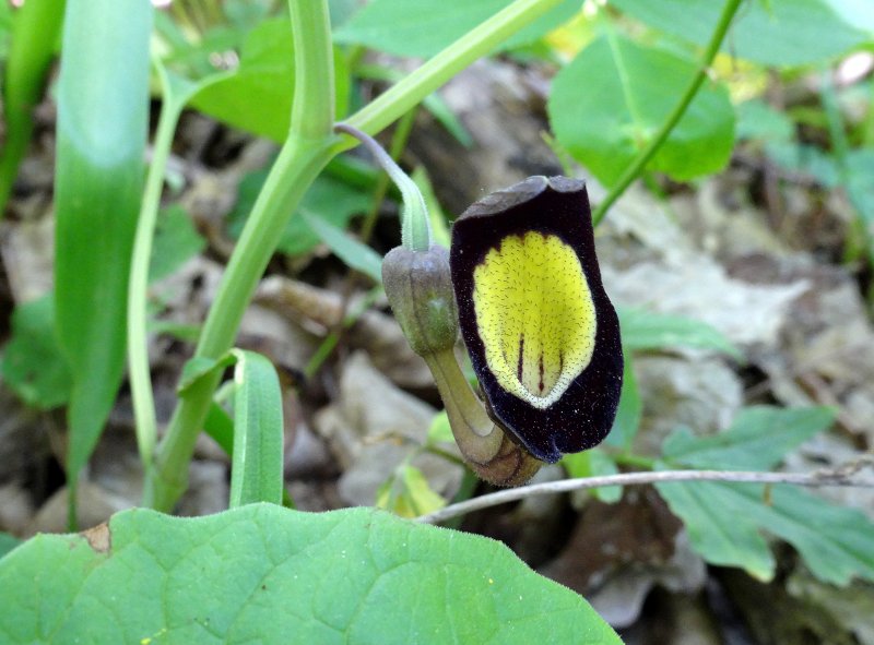 Aristolochia gigantea