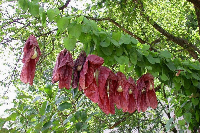 Aristolochia tomentosa