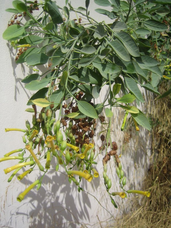 Табак сизый Nicotiana glauca