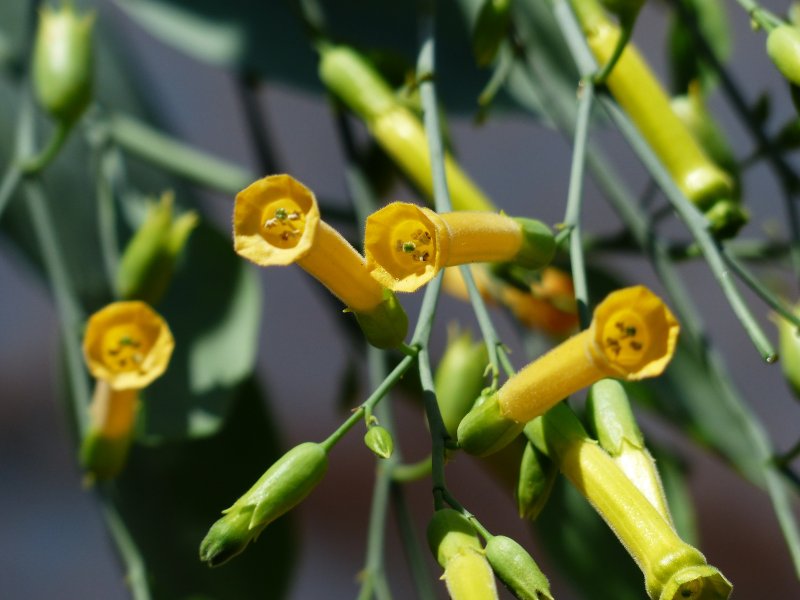 Nicotiana glauca