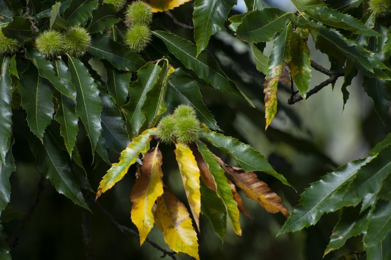 Sweet Gum Tree