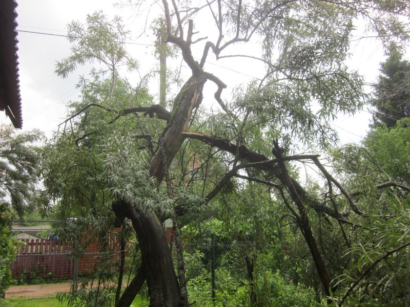 Hymenochaete tabacina