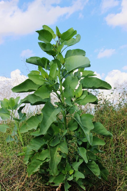 Nicotiana glauca