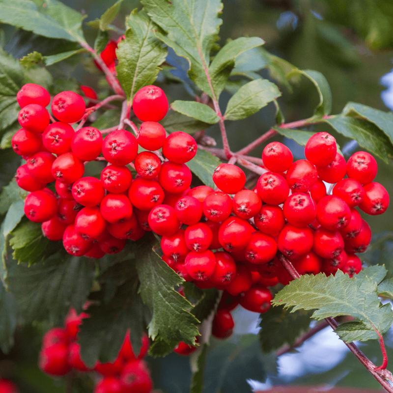 Sorbus vilmorinii 5/i h 140-160рябина