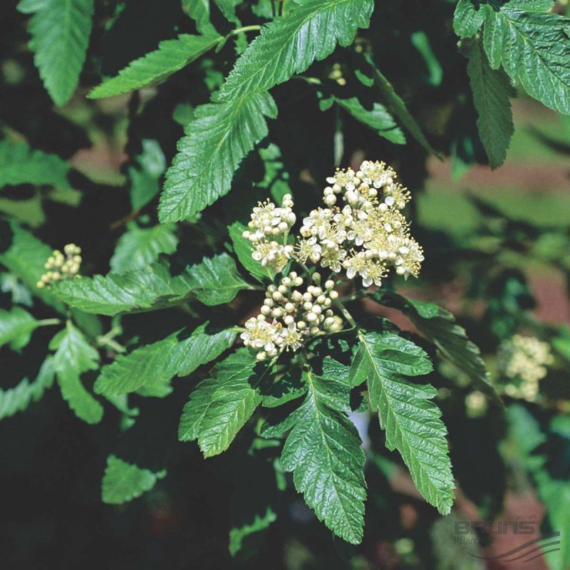 Рябина обыкновенная Asplenifolia