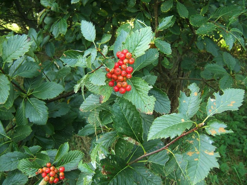 Sorbus mougeotii