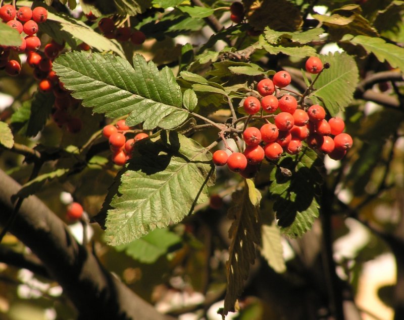 Sorbus aucuparia 'Konzentra'