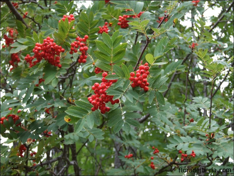Рябина Грацилис Sorbus gracilis