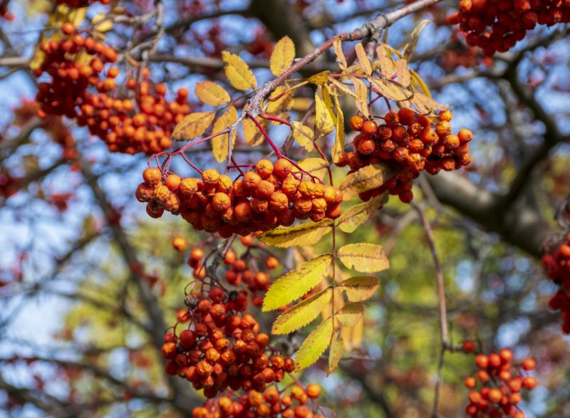 Рябина промежуточная (шведская) (Sorbus Intermedia)