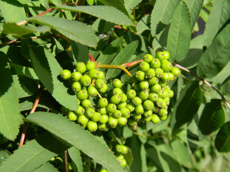 Sorbus rosea