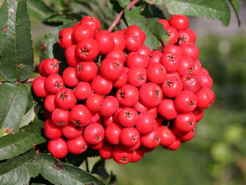 Sorbus alnifolia в саду