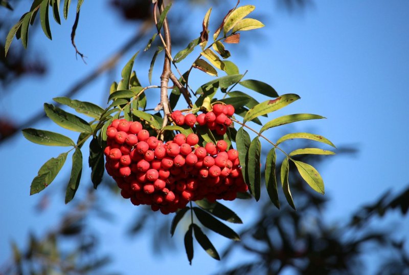 Sorbus aucuparia Red Tip