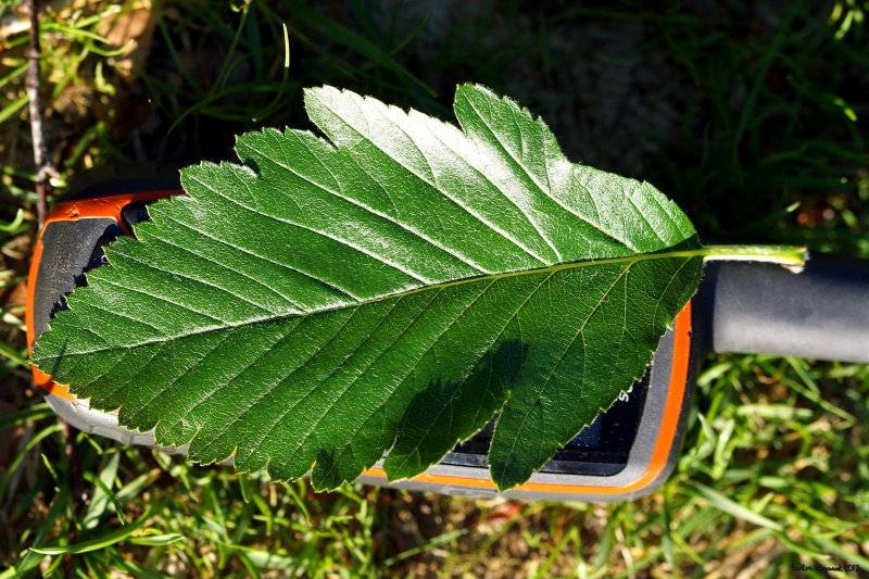 Sorbus fedorovii