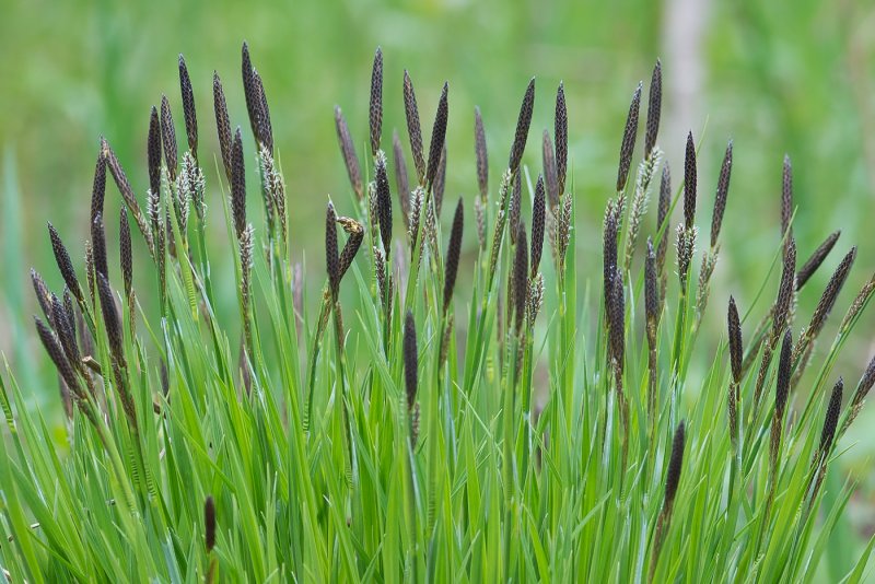 Осока дернистая Carex cespitosa