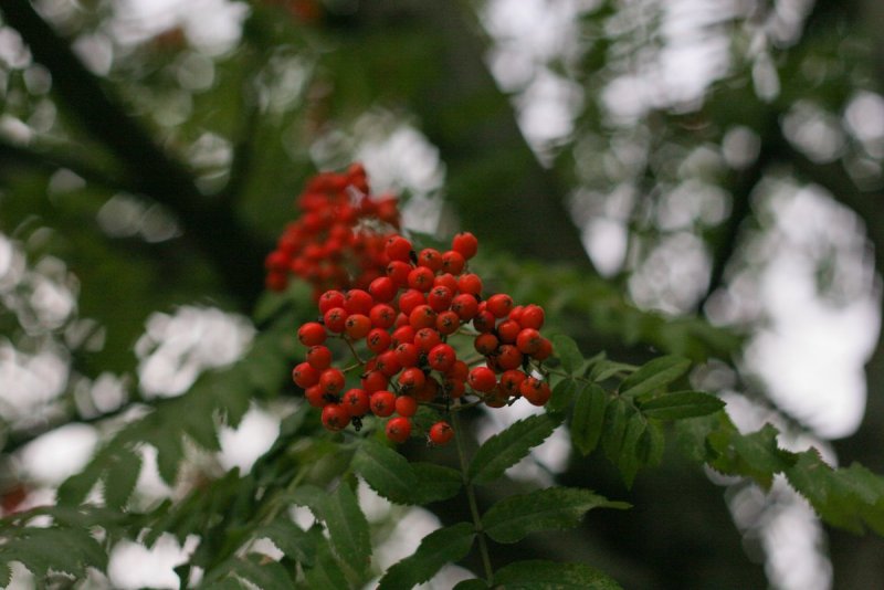 Рябина обыкновенная (Sorbus aucuparia l.)