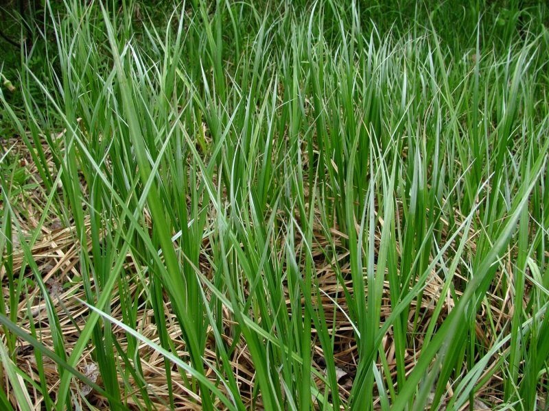 Carex acuta l. Осока острая