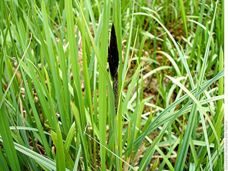 Осока Carex riparia