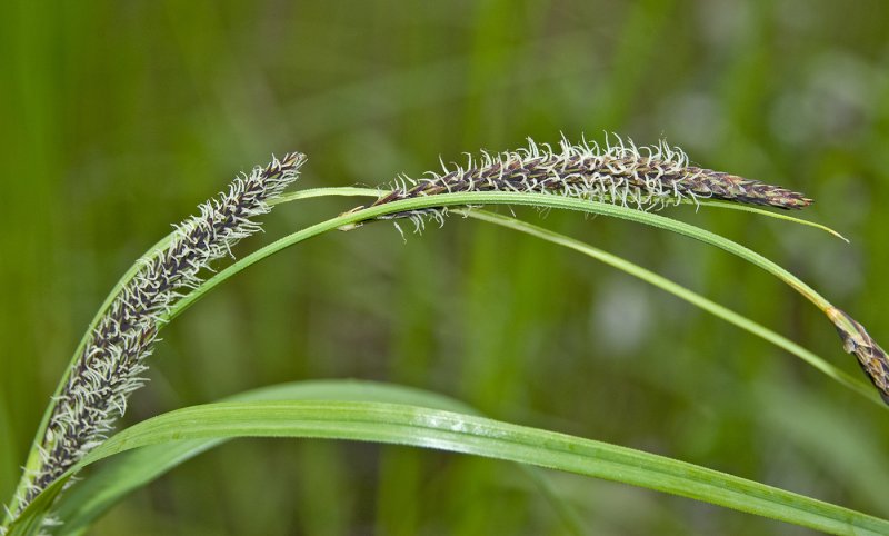 Осока острая (Carex acuta)