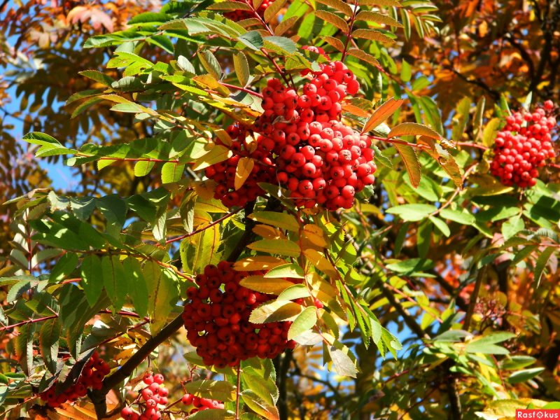 Sorbus plantarium