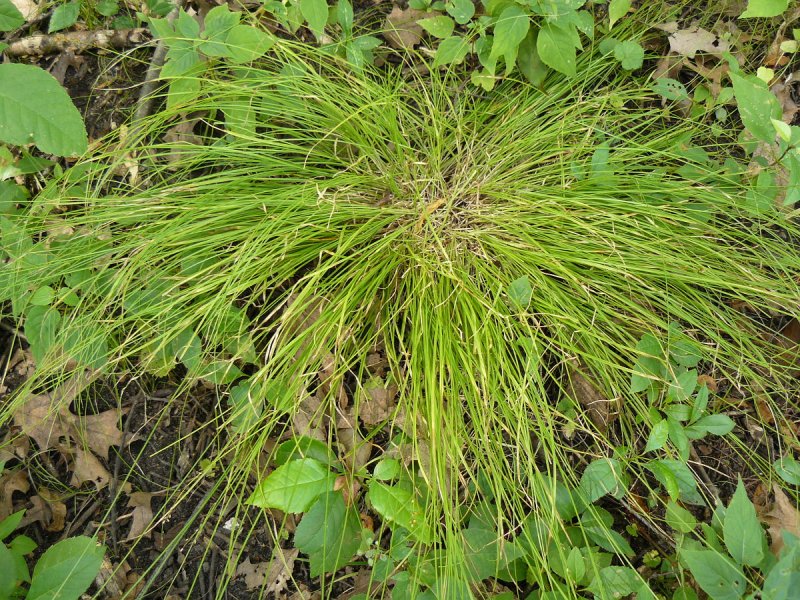 Carex rosea