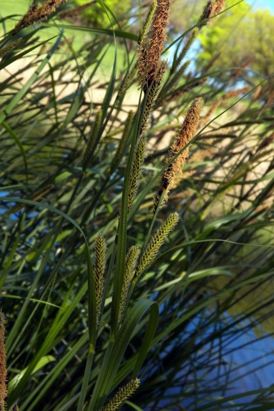 Carex acuta l. Осока острая