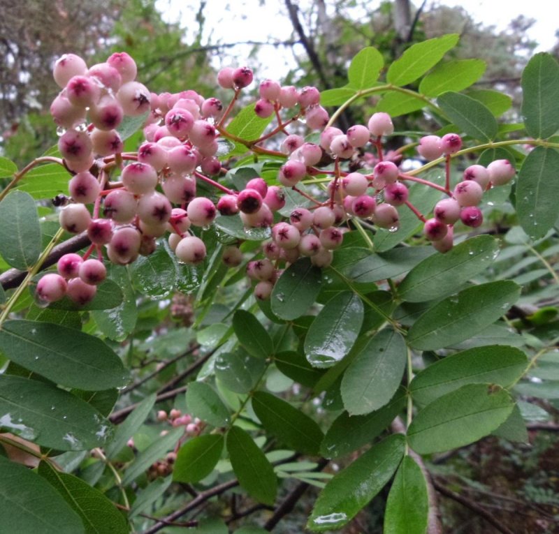Sorbus 'Pink Veil' pa