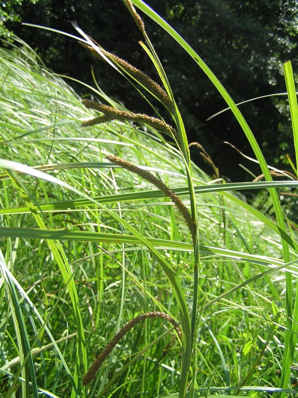 Осока Carex