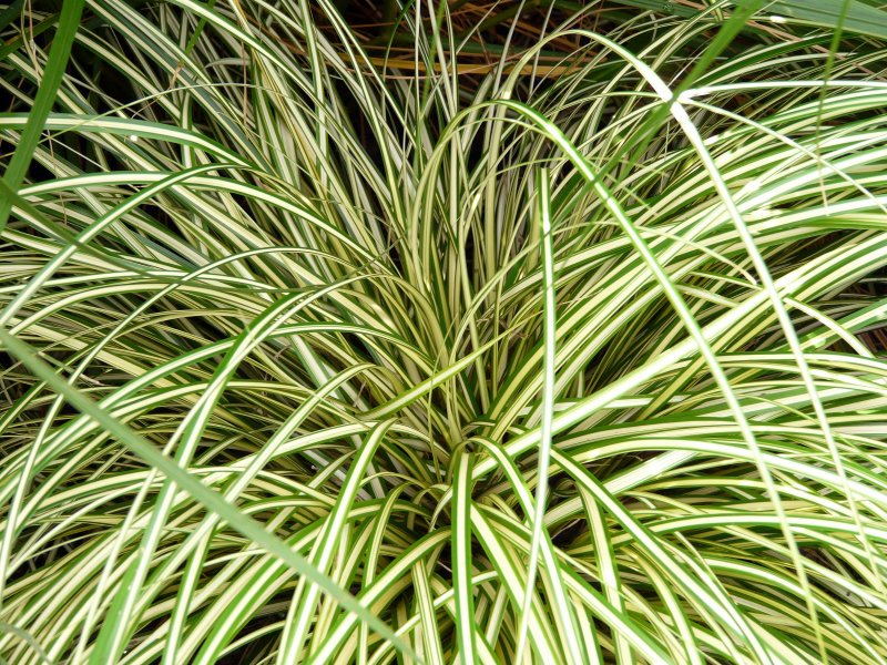 Осока (Carex) Эверголд