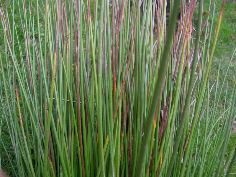 Ситник развесистый Juncus effusus