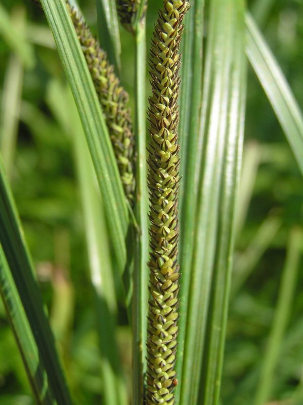 Carex acuta l. Осока острая