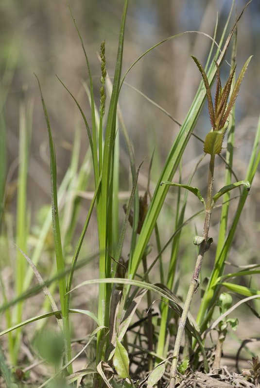 Carex spicata