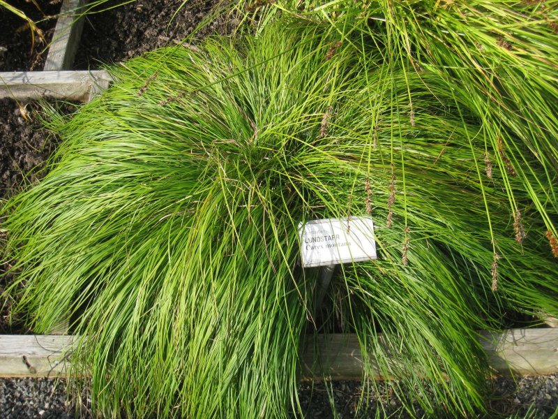 Carex 'Feather Falls' - nowość!