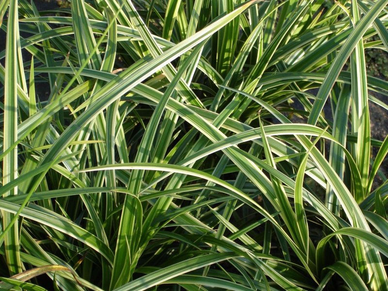 Осока (Carex) айс данс