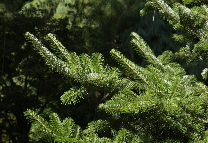 Abies nordmanniana 'pendula'