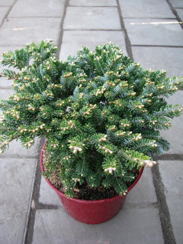 Abies veitchii Kramer пихта