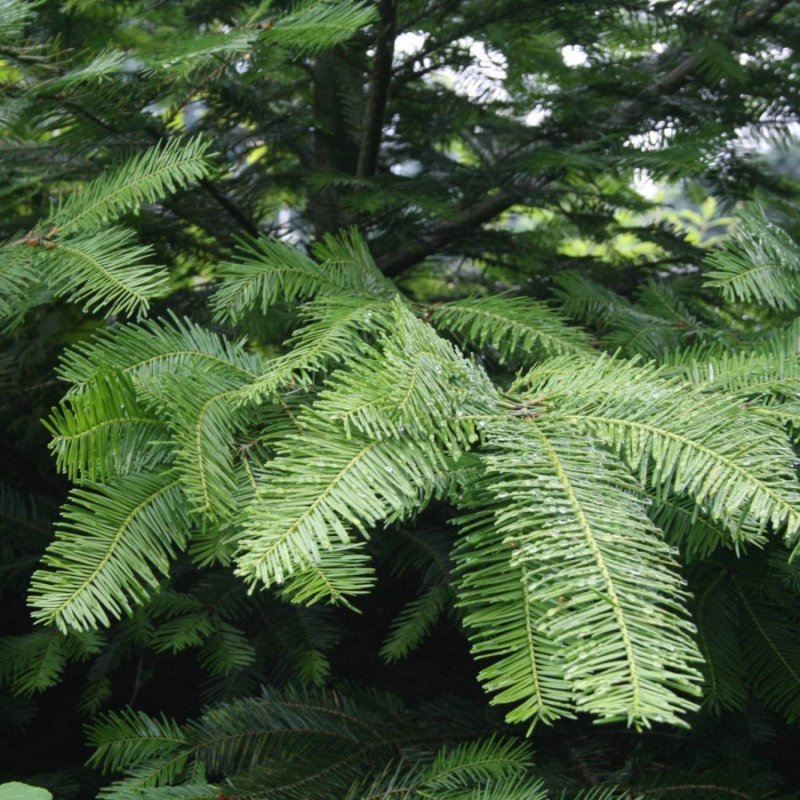 Abies Koreana brillant (пихта бриллиант)