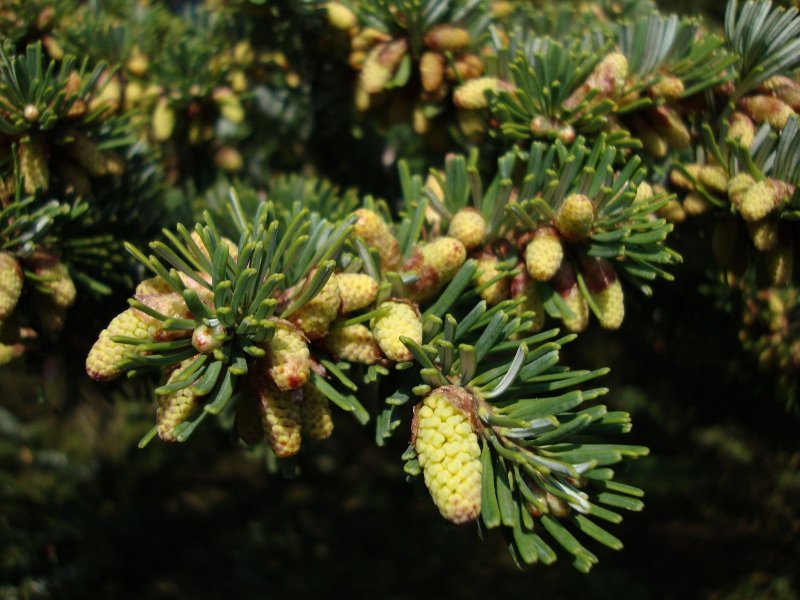 Abies veitchii Kramer пихта