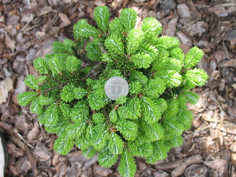 Abies veitchii 'Rumburk p 9