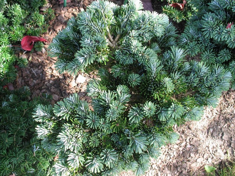 Пихта вича (Abies veitchii)