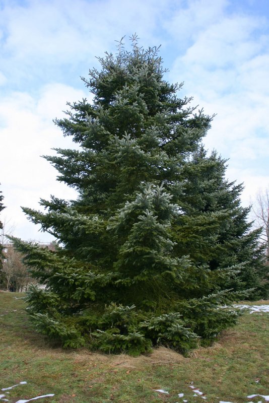 Пихта вича (Abies veitchii)