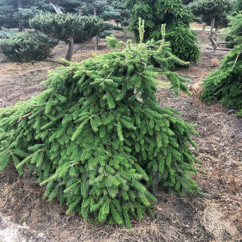 Abies veitchii 'pendula'