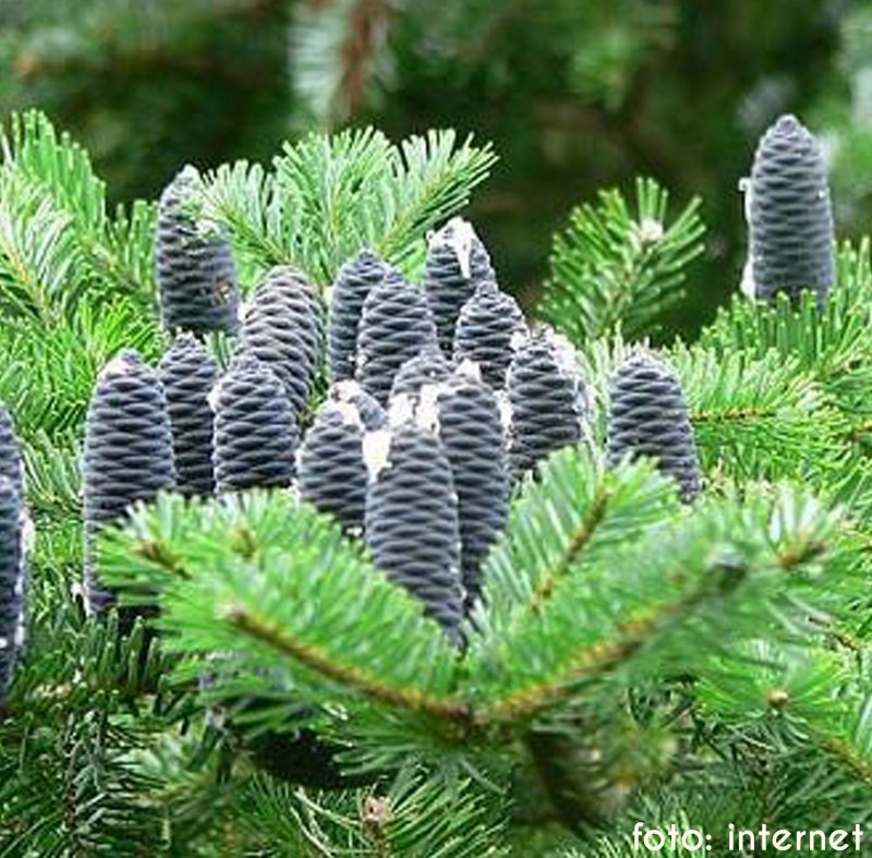 Пихта корейская (Abies Koreana с3)