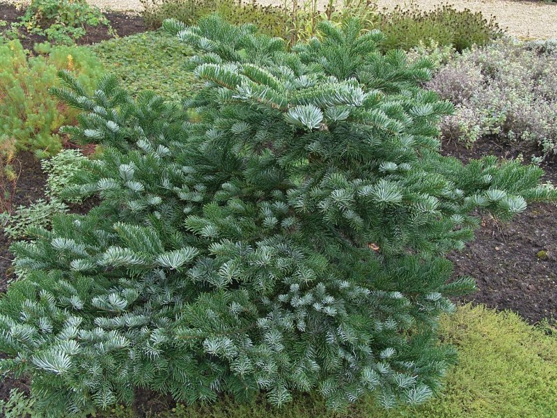Пихта миловидная Abies amabilis