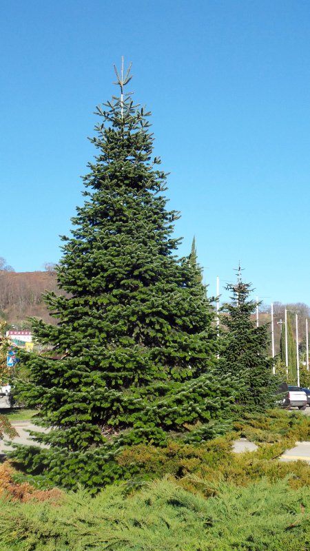 Пихта Сибирская Abies sibirica