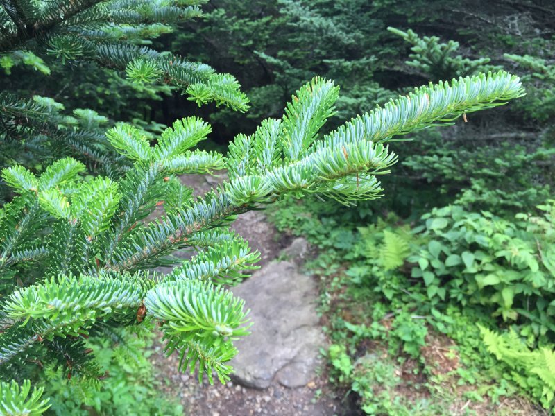Abies fraseri 'Franklin'