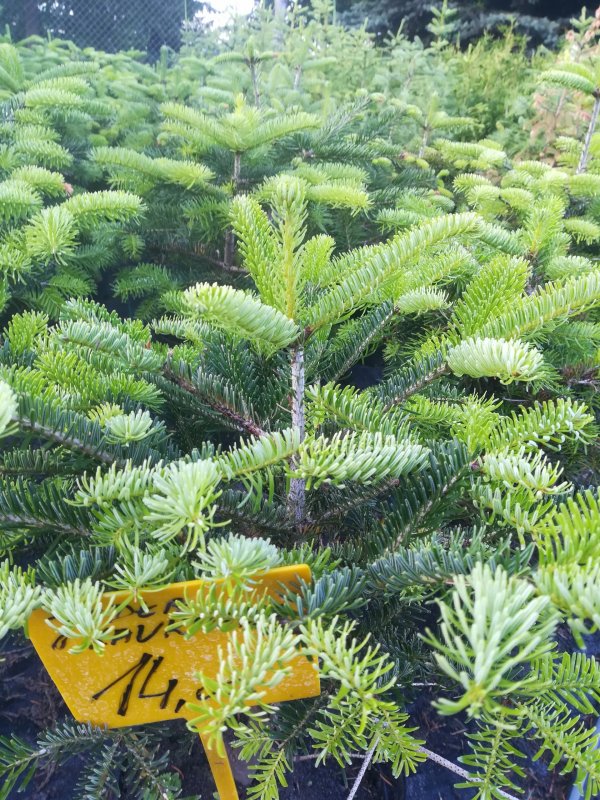 Abies nordmanniana 'kolumnowa'