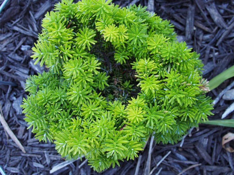 Abies Koreana CIS