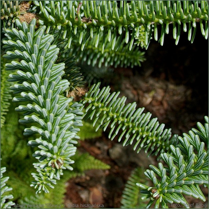 Abies pinsapo 'glauca'
