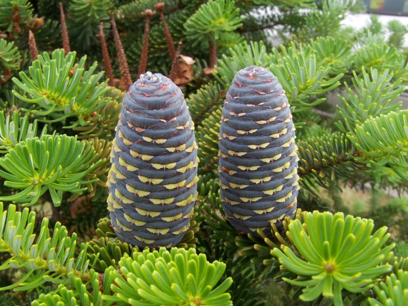 Abies balsamea f. hudsonia 'Jana'